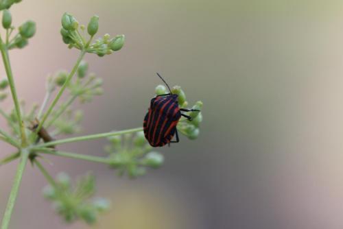 Graphosoma italicum