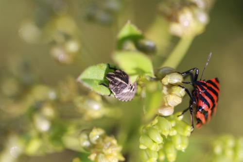 Graphosoma italicum