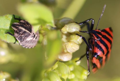 Graphosoma italicum