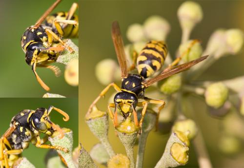 Polistes dominula