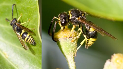 Réf. 63 673 : Ancistrocerus sp.