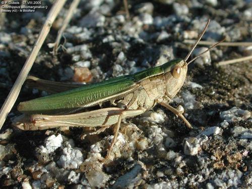 Chorthippus albomarginatus albomarginatus