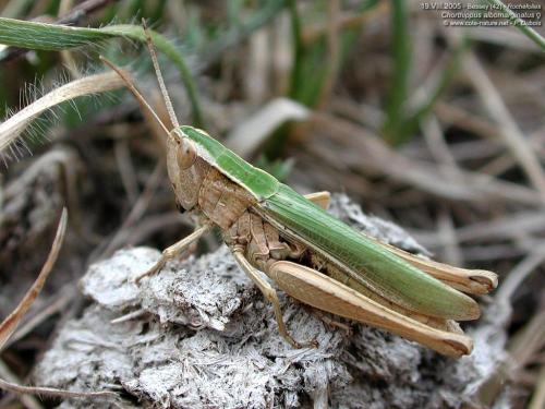 Chorthippus albomarginatus albomarginatus