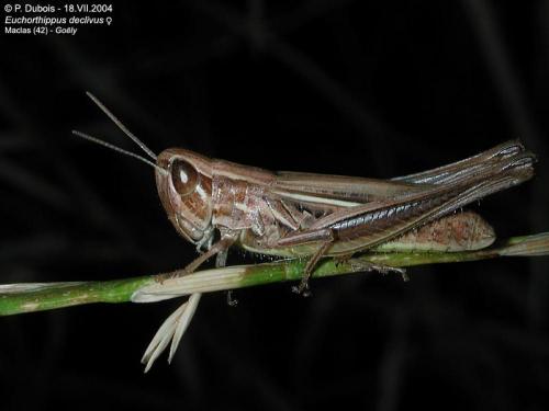 Euchorthippus declivus