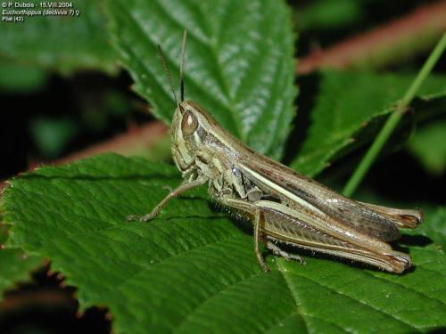 Euchorthippus declivus