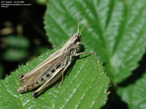 Réf. 63 159 : Pseudochorthippus parallelus