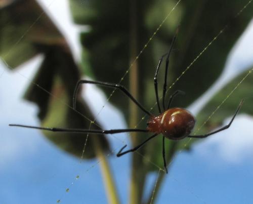 Argyrodes sp.