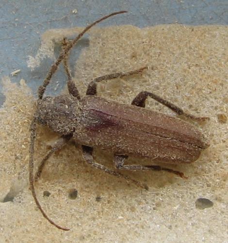 Arhopalus sp.