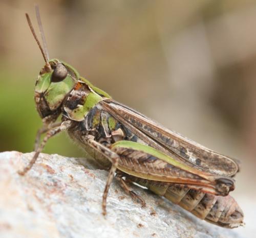 Myrmeleotettix maculatus maculatus
