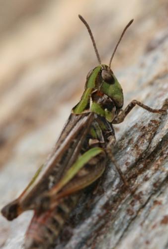 Myrmeleotettix maculatus maculatus