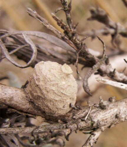 Eumenes sp.
