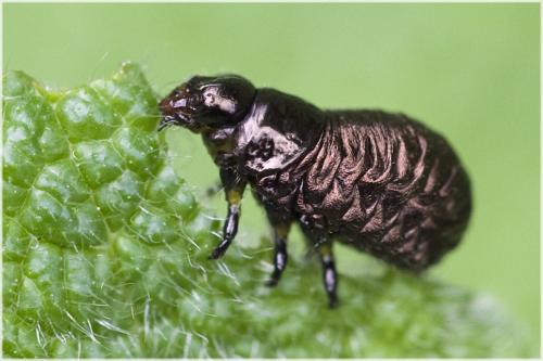 Chrysolina herbacea