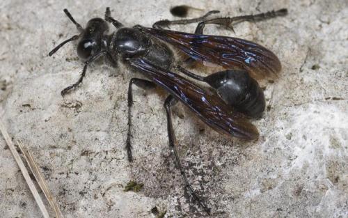 Isodontia mexicana