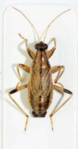 Himacerus boops