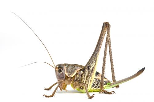 Réf. 63 751 : Decticus albifrons
