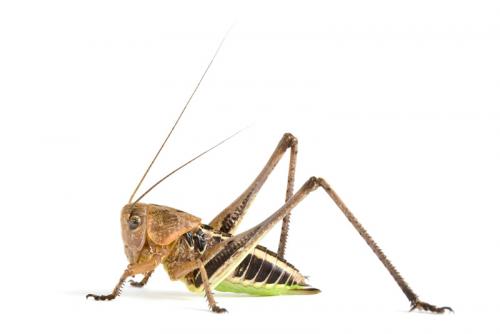 Réf. 63 750 : Decticus albifrons
