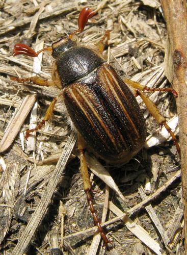 Amphimallon pygiale