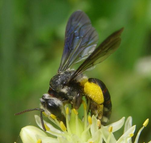 Andrena asperrima