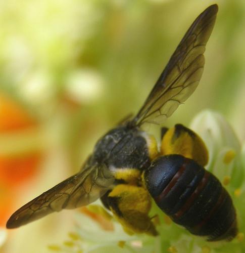 Andrena asperrima