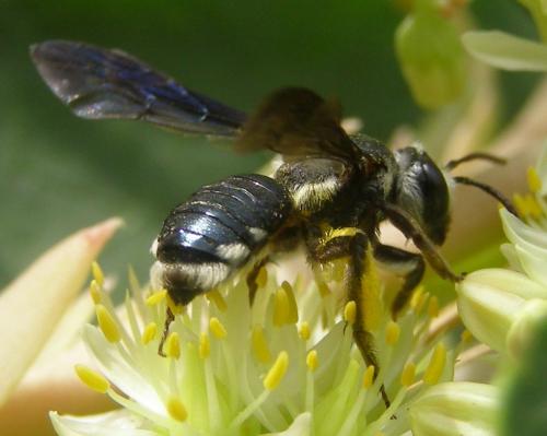 Andrena asperrima