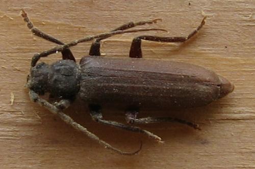Arhopalus sp.