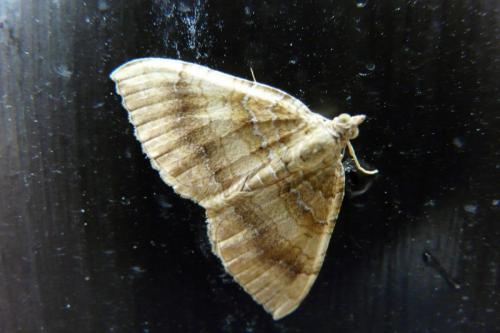 Camptogramma bilineata