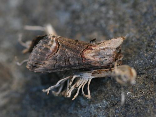Abrostola triplasia