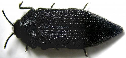 Acmaeodera revelierei