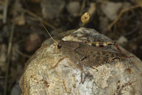 Calliptamus sp.
