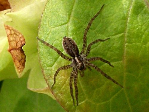 Pardosa sp.