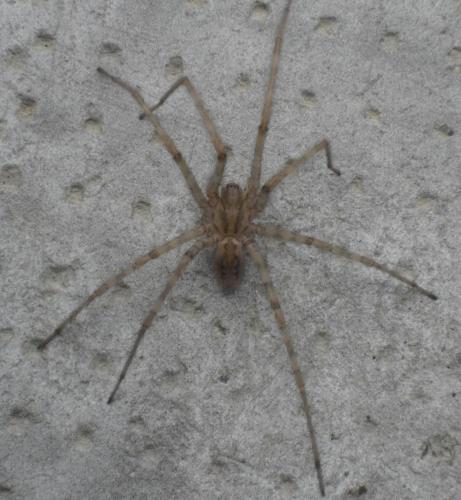 Tegenaria parietina
