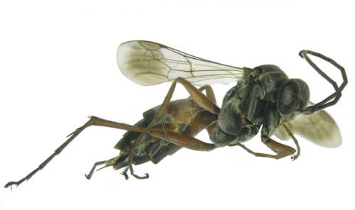 Réf. 63 570 : Agenioideus coronatus