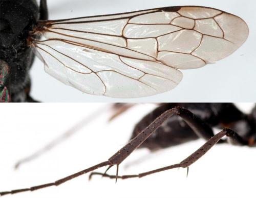 Auplopus carbonarius