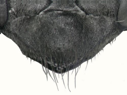Réf. 63 008 : Auplopus albifrons