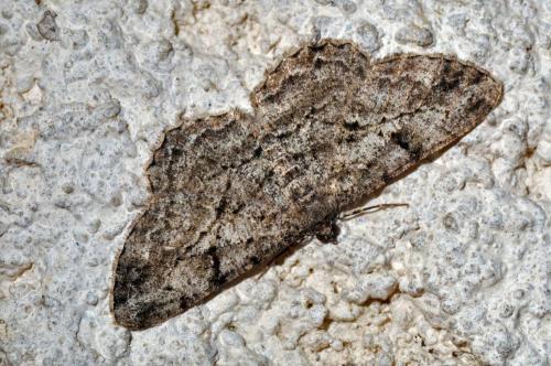 Peribatodes rhomboidaria