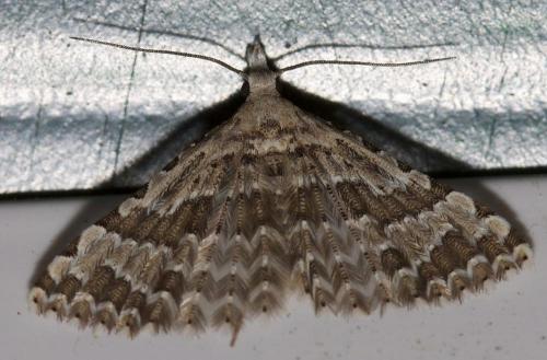 Alucita sp.