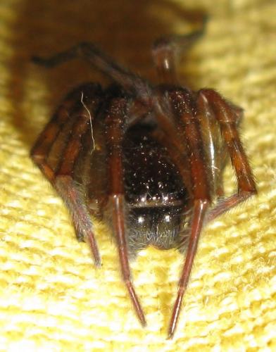 Amaurobius sp.