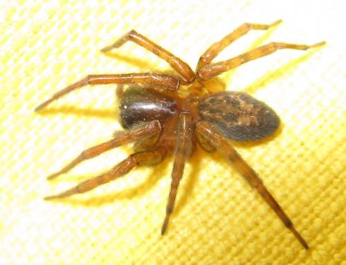Amaurobius sp.