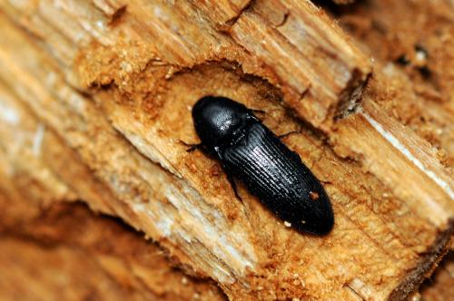 Réf. 63 703 : Ampedus scrofa