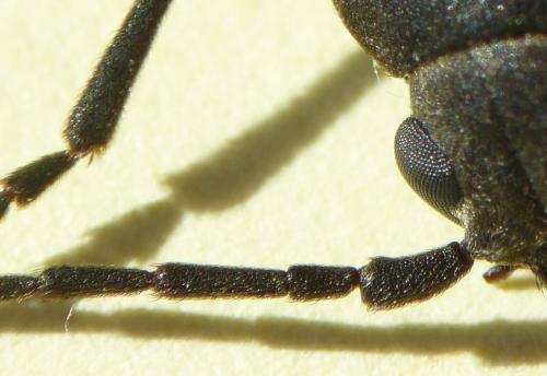 Arhopalus ferus