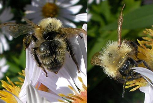 Bombus sp.