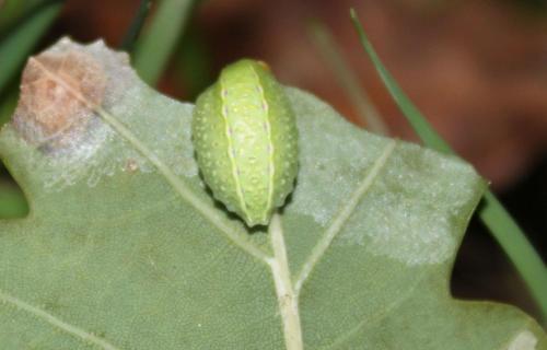 Réf. 63 201 : Apoda limacodes