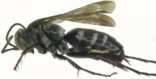 Aporinellus sexmaculatus
