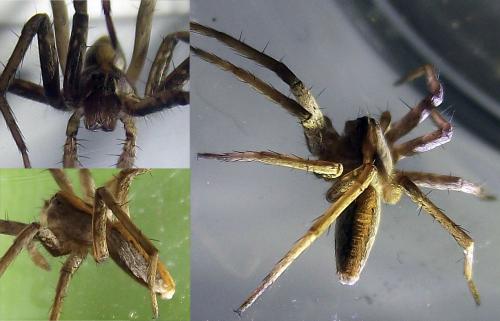 Pisaura mirabilis