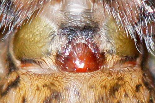 Réf. 63 658 : Tegenaria sp.