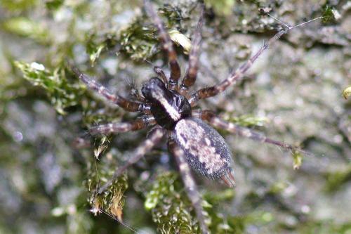 Textrix sp.