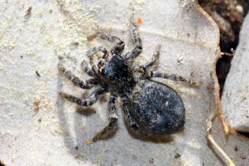 Philaeus chrysops