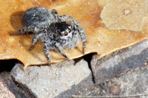 Philaeus chrysops