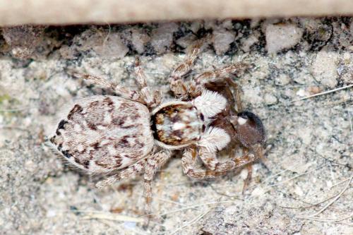 Menemerus semilimbatus