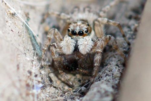 Menemerus semilimbatus